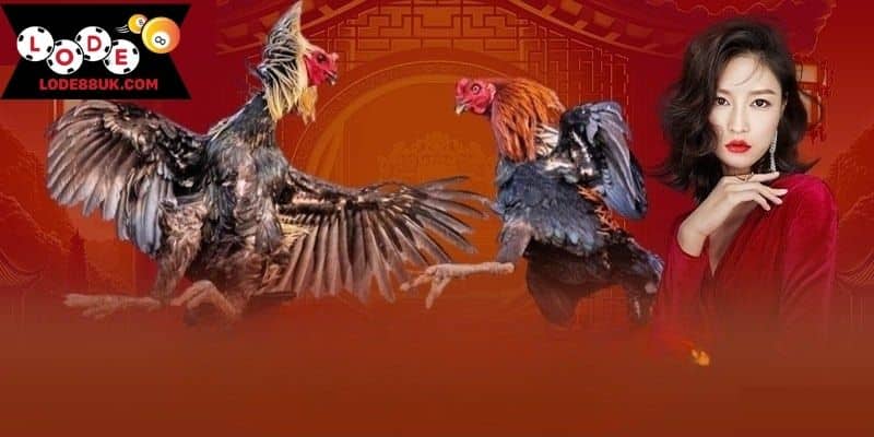 Giới thiệu tổng quan sân cược đá gà LODE88